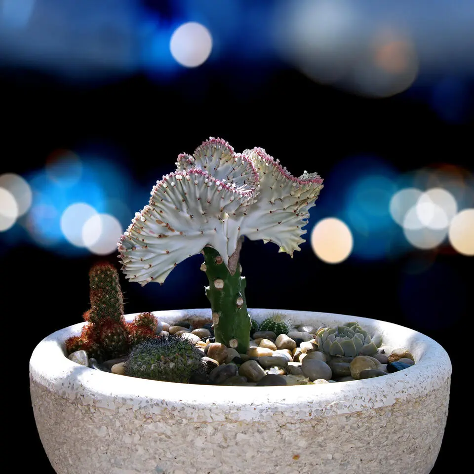 Euphorbia Cactus-set - Set van 2 - Euphorbia 'Lactea' - Hoogte 25-30cm - ⌀12cm