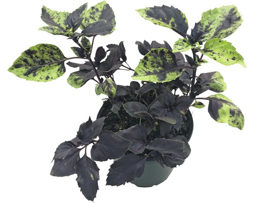 Biologische rode basilicum FloraSelf Biologische Ocimum basilicum Ø 12 cm pot