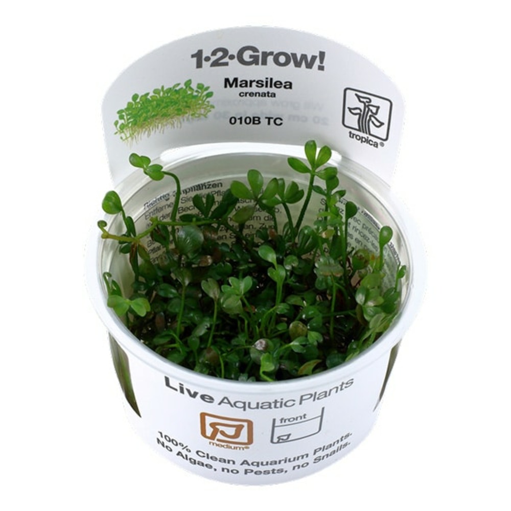 Marsilea crenata in vitro