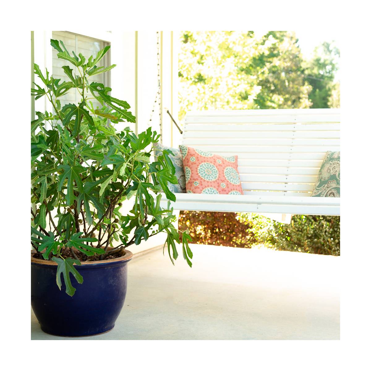Figuier nain little miss figgy/ficus carica little miss figgy[-]pot de 7,5l - 40/60 cm