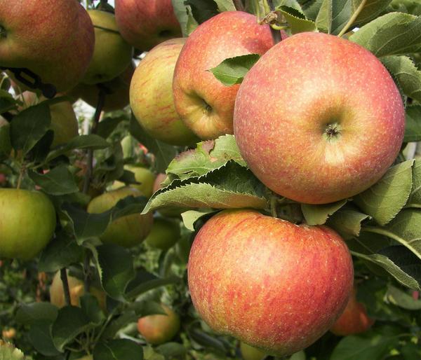 Winterapfel 'Roter Boskoop'