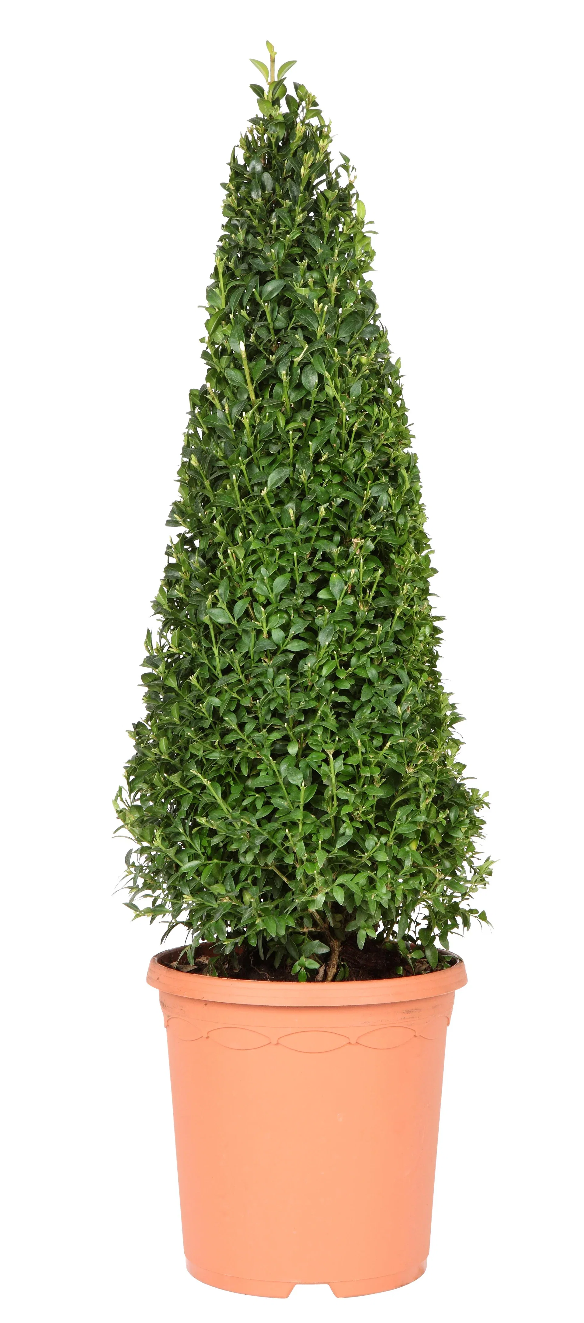 Buxus sempervirens 'Arborescens' Europabuksbom, pyramide Høyde 55 cm