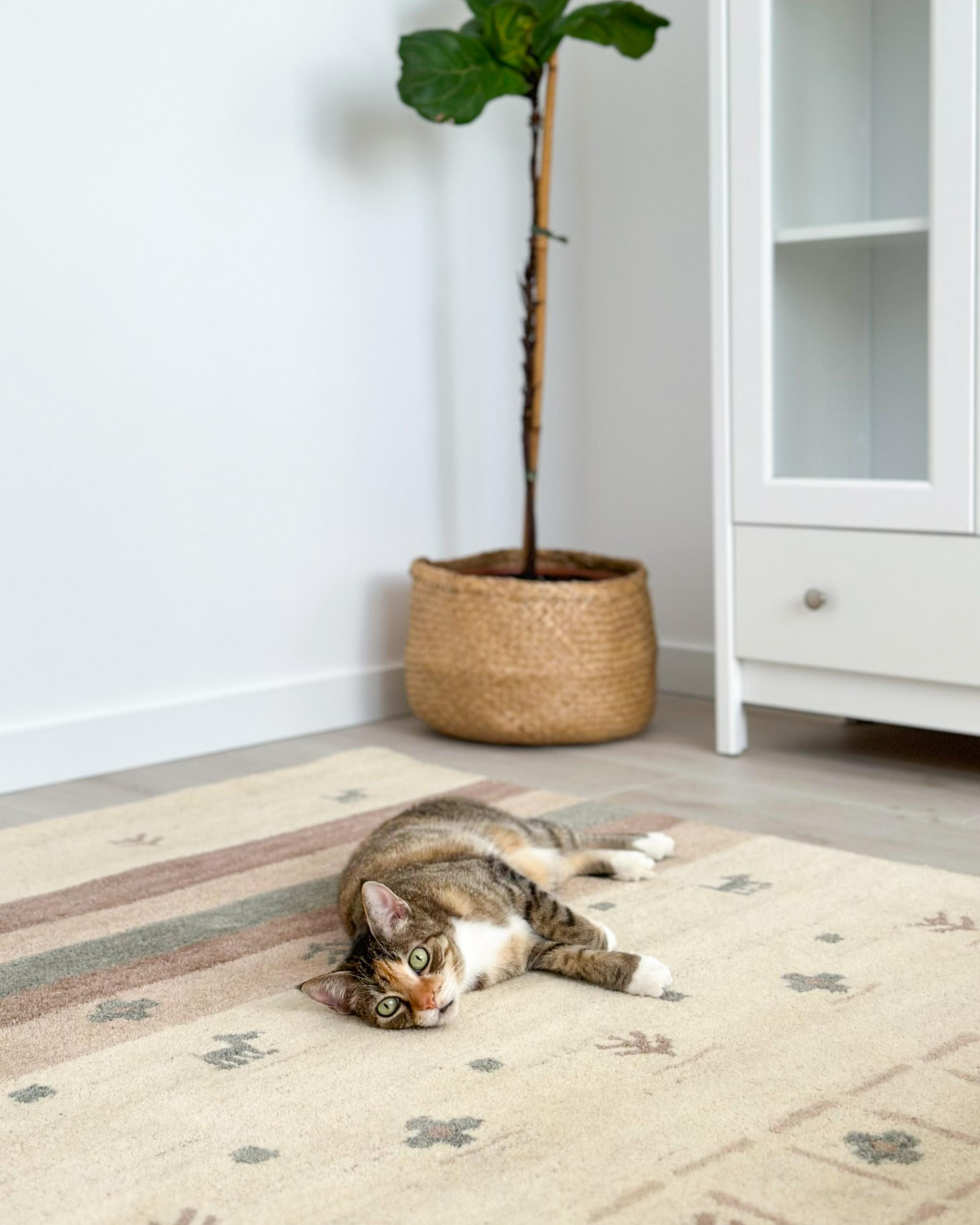 Vloerkleed KARLI Beige 160 x 230 cm Wol Gabbeh