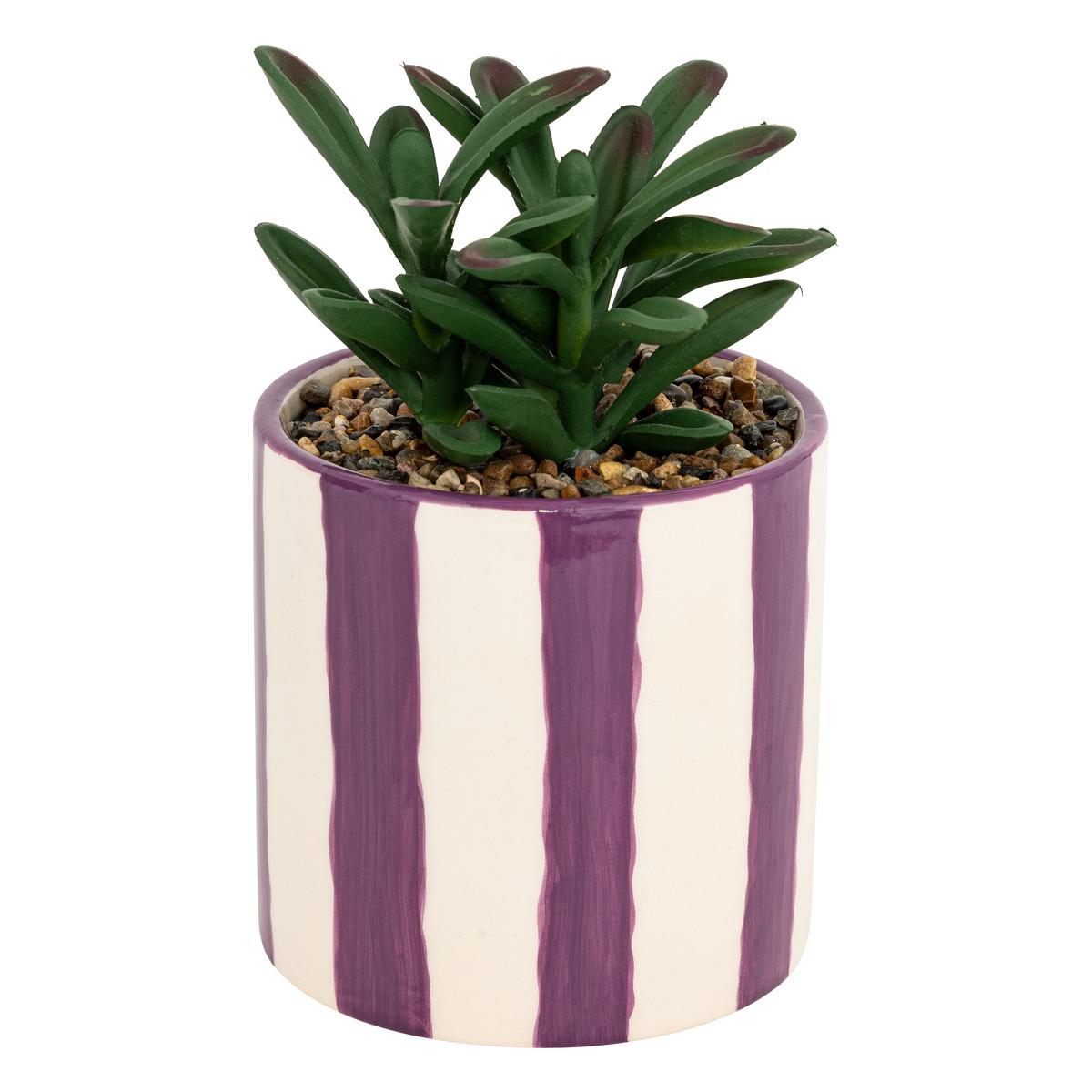 PLANTE GRASSE DEEP PURPLE POT CERAMIQUE RAYE H.16CM
