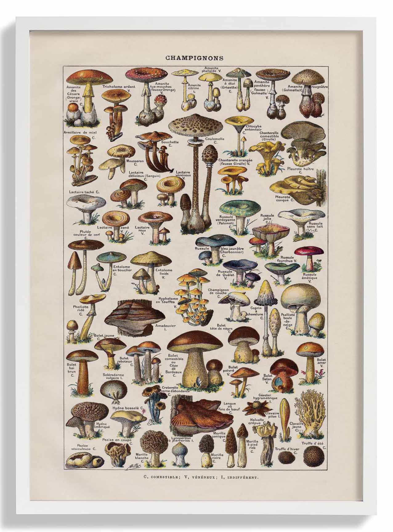 Antiker Champignon von Adolphe Millot