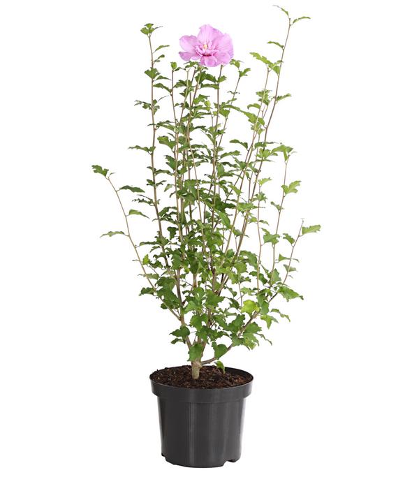 Hibiskus 'Lavender Chiffon®' - Garten-Eibisch