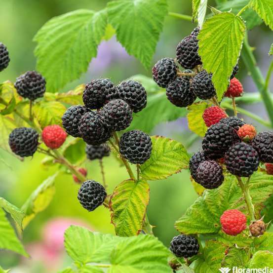 Framboisier 'Black Jewel' bio : pot de 3 litres