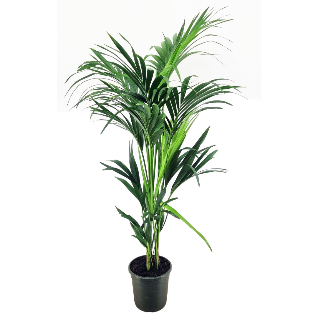 Howea forsteriana - kentia - pot 21cm - hauteur 130-140cm