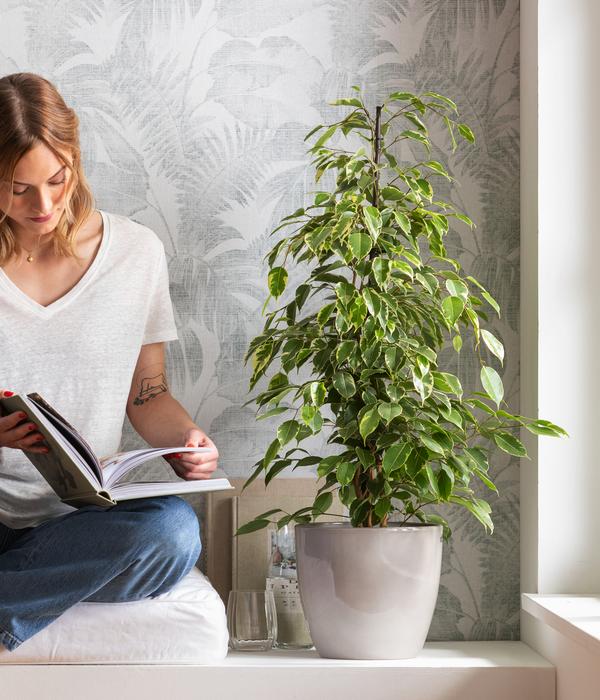 Birkenfeige - Ficus benjamina 'Forever',