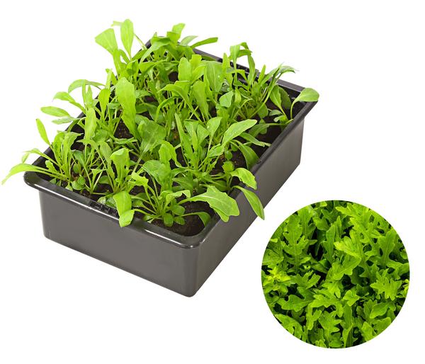 Rucola, 12er Schale