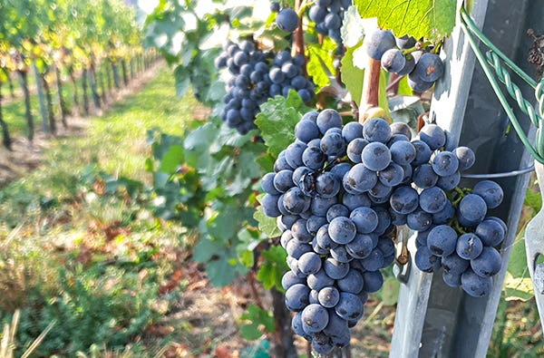 Weinbergwanderung Bad Neuenahr-Ahrweiler