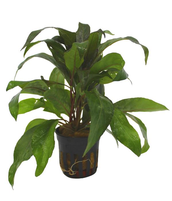 Dehner Aqua Thailändischer Wasserfreund -