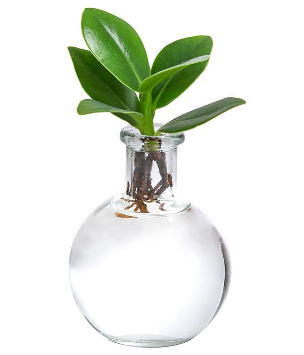 Waterplant Balsamapfel im Kugelglas - Clusia