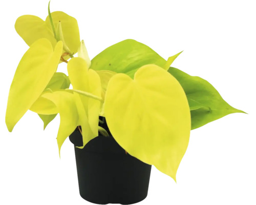 Geelgroene klimboom Philodendron FloraSelf Philodendron 'Lime' H ca. 30 cm Ø 12 cm pot