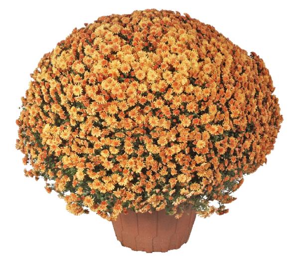 Herbst-Chrysantheme