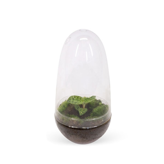 Orchidée Ludisia en terrarium D13cm