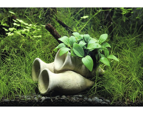 Garnalenamfora met Anubias Bonsai ca. 10 x 6 x 9 cm