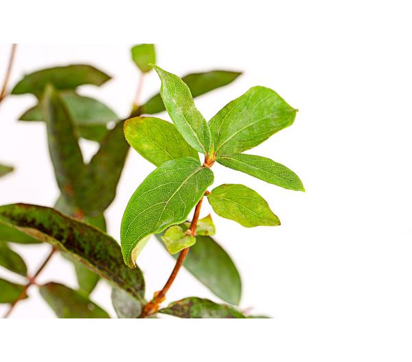 Honigbeere 'Polina'