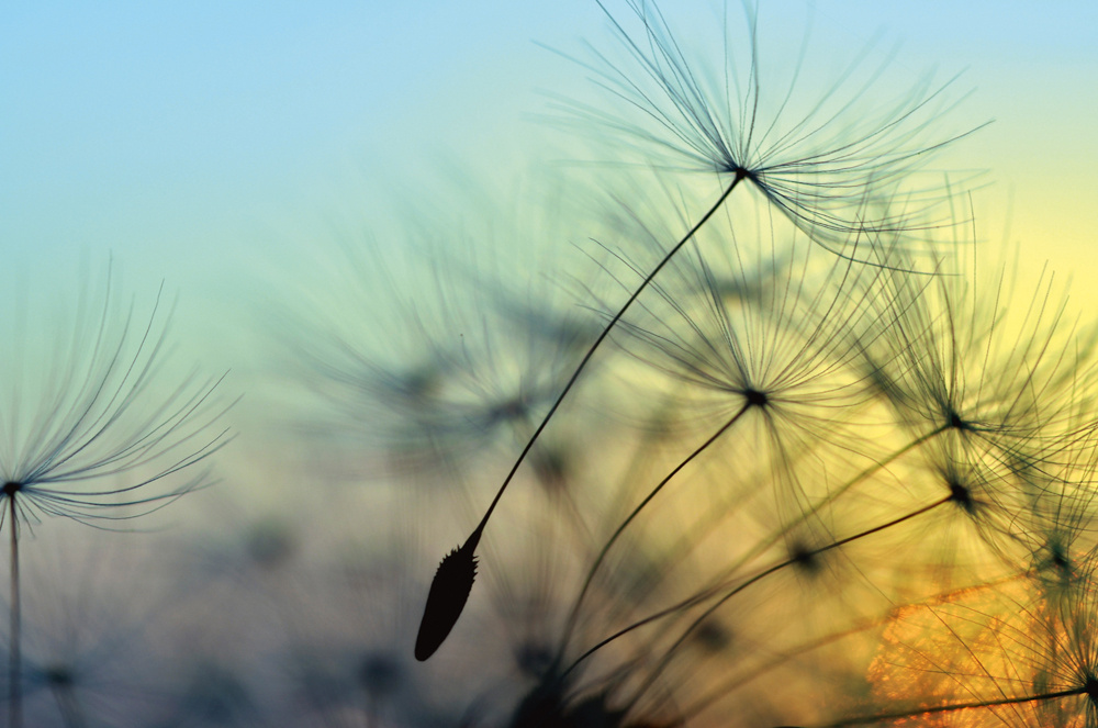 Akustikbild PUSTEBLUME 1 80x120cm, 7kg