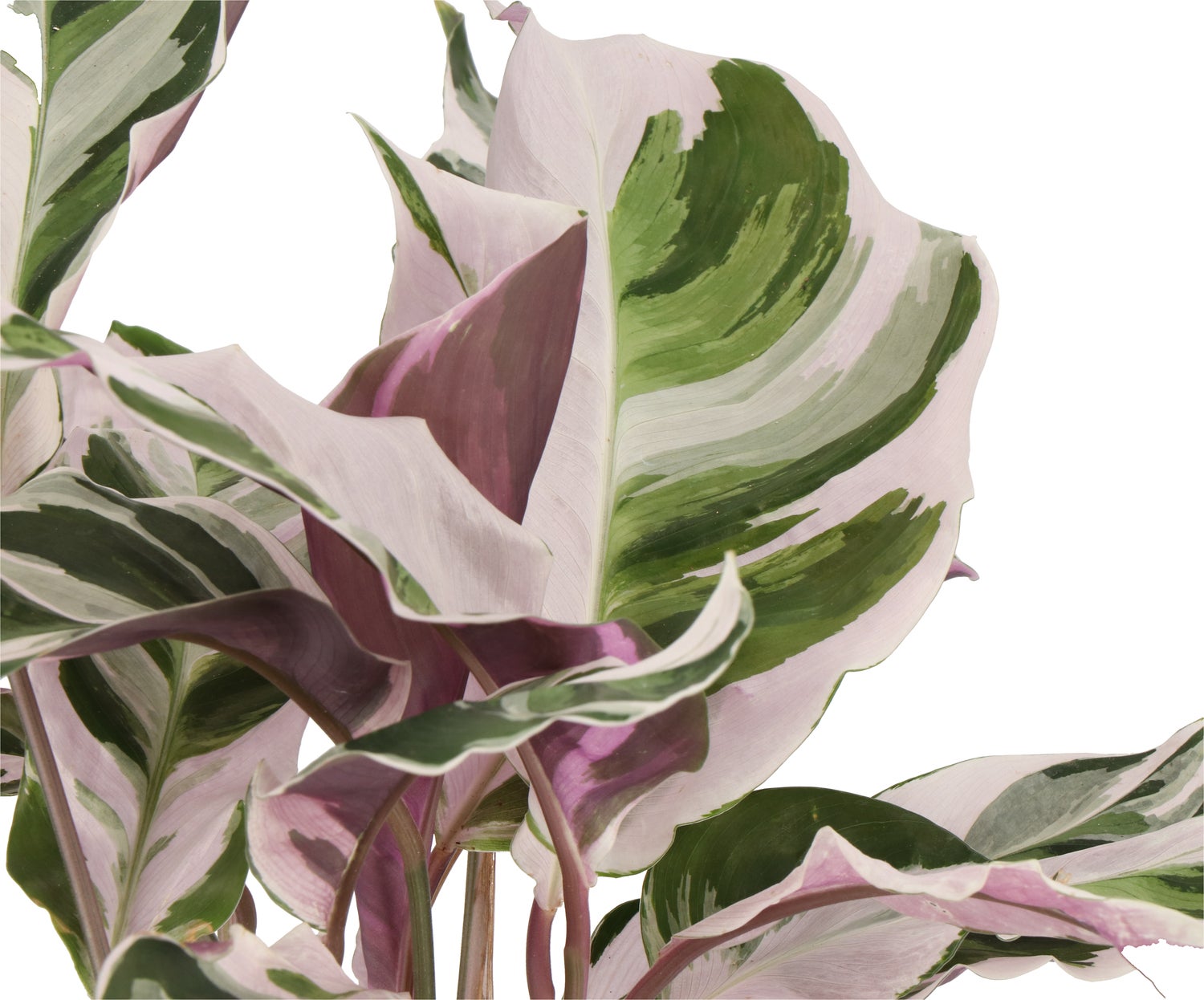 Bonte Calathea (Calathea 'Fusion White') D 14 H 40 cm