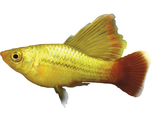 Groene papegaaienplaty met hoge vinnen - Xiphophorus variatus