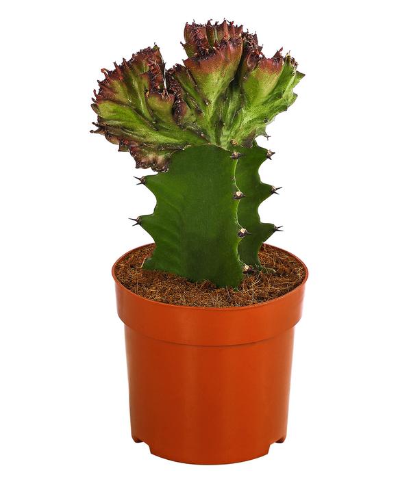 Korallen-Wolfsmilch - Euphorbia lactea,