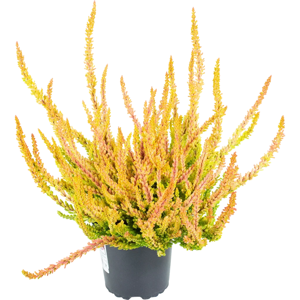 Calluna vulgaris (Garden Girls Series) Røsslyng Garden Girls