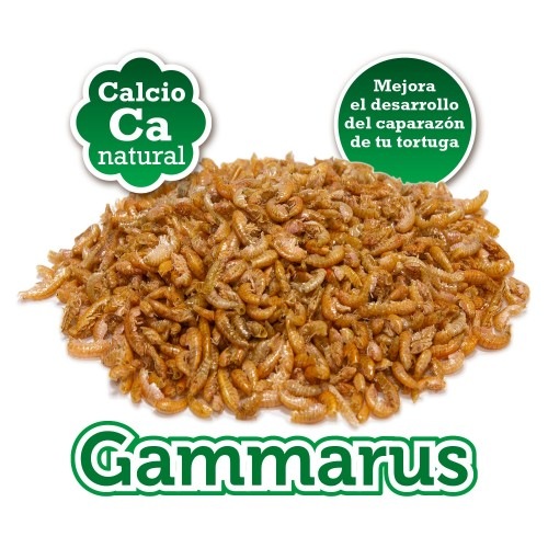 Gammarus é um alimento para tartarugas aquáticas.