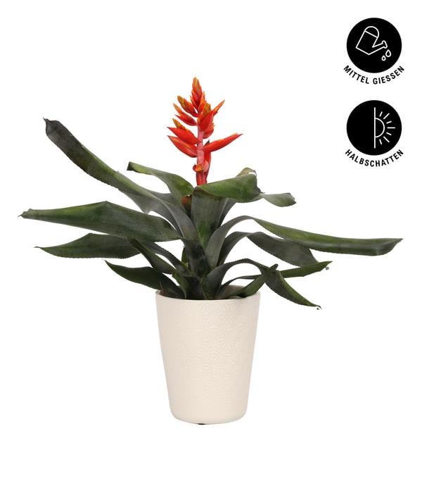 Lanzenrosette - Aechmea pepita 'Elegant