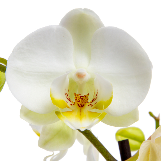 Orchidée Phalaenopsis 4 tiges - pot D.12 cm