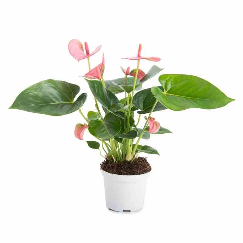 Anthurium andreanum rouge diamond red (anthure flamant rose, langue de feu) taille pot de 1 litre ? 15/30 cm