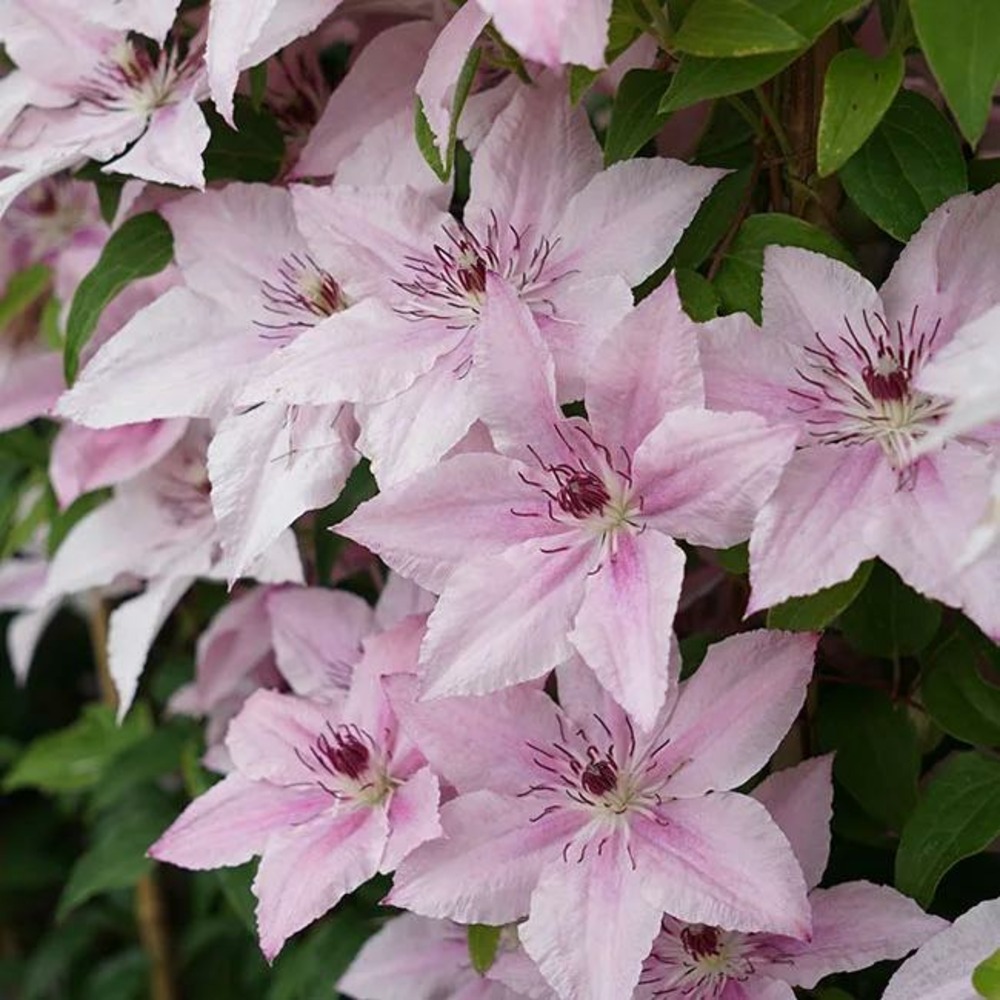 Clématite 'pink fantasy' - clematis 1,5l