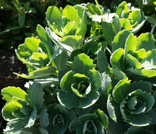 Bio Große Fetthenne 'Herbstfreude'