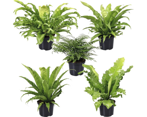 FloraSelf varenmix, pot Ø 26 cm, 35-jarig jubileumeditie, gesorteerd, willekeurige selectie van soorten