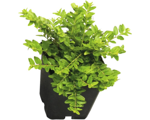 Kamperfoelie FloraSelf Lonicera nitida 'Maigrün' 15/20 scheuten Ø 9 cm pot