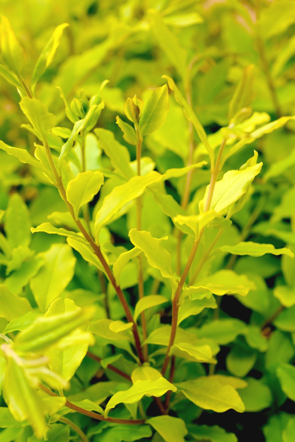 Troène 'lemon and lime' - 3l