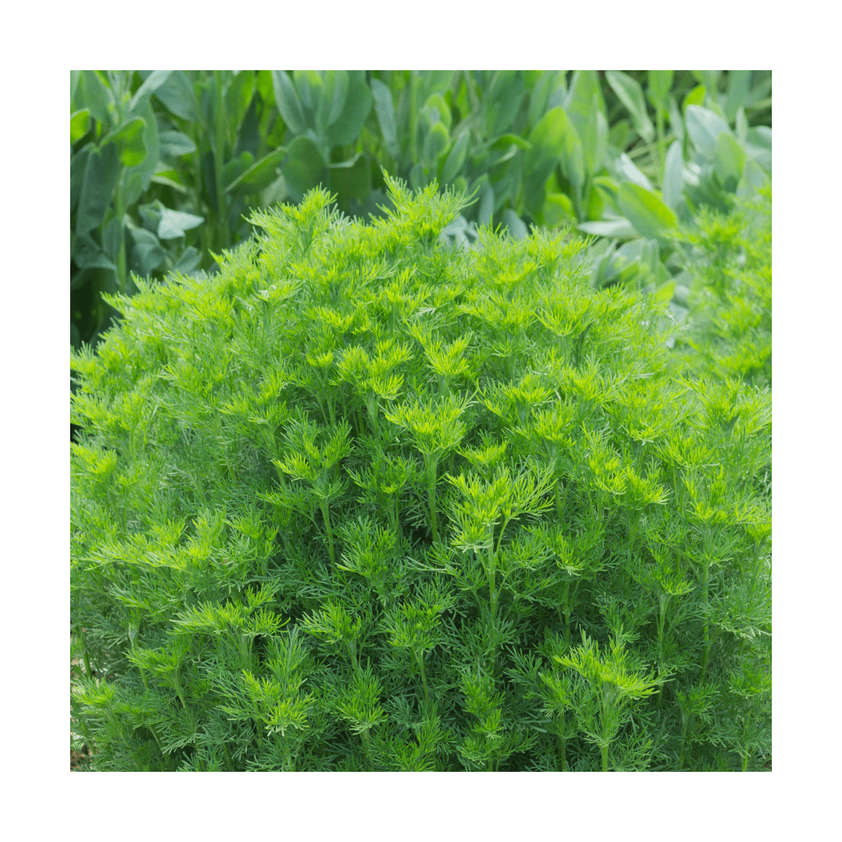 Aurone abrotanum bio/artemisia abrotanum[-]lot de 3 godets