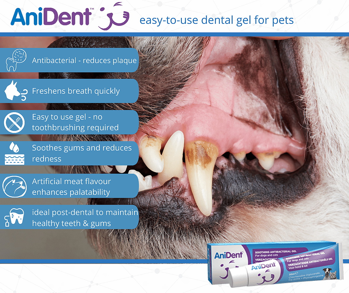 Anident Tandpasta Hond Kat 70 gram | 11878