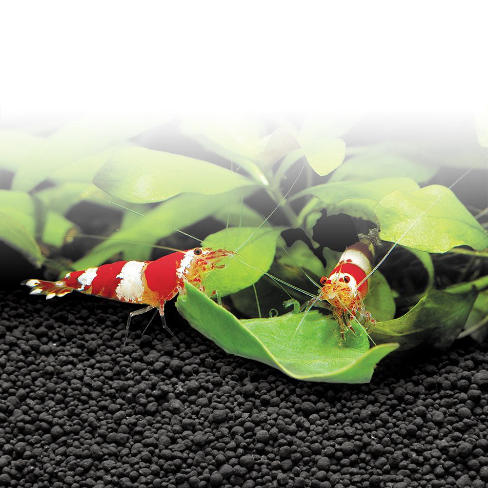 Fluval Stratum Substraat 8 kg | Bodembedekking