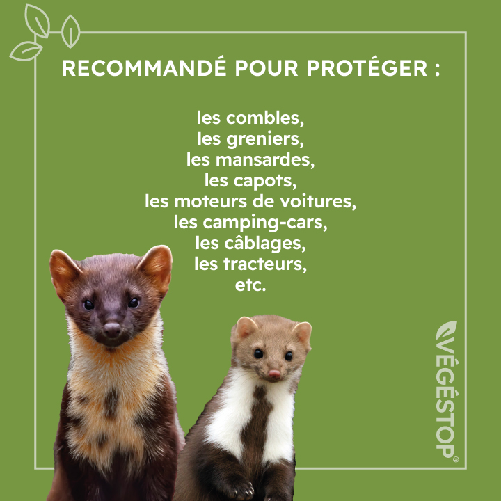 VEGESTOP Répulsif Fouines et Martes - 500 ml - Eloigne les petits nuisibles - Longue durée - Action rapide