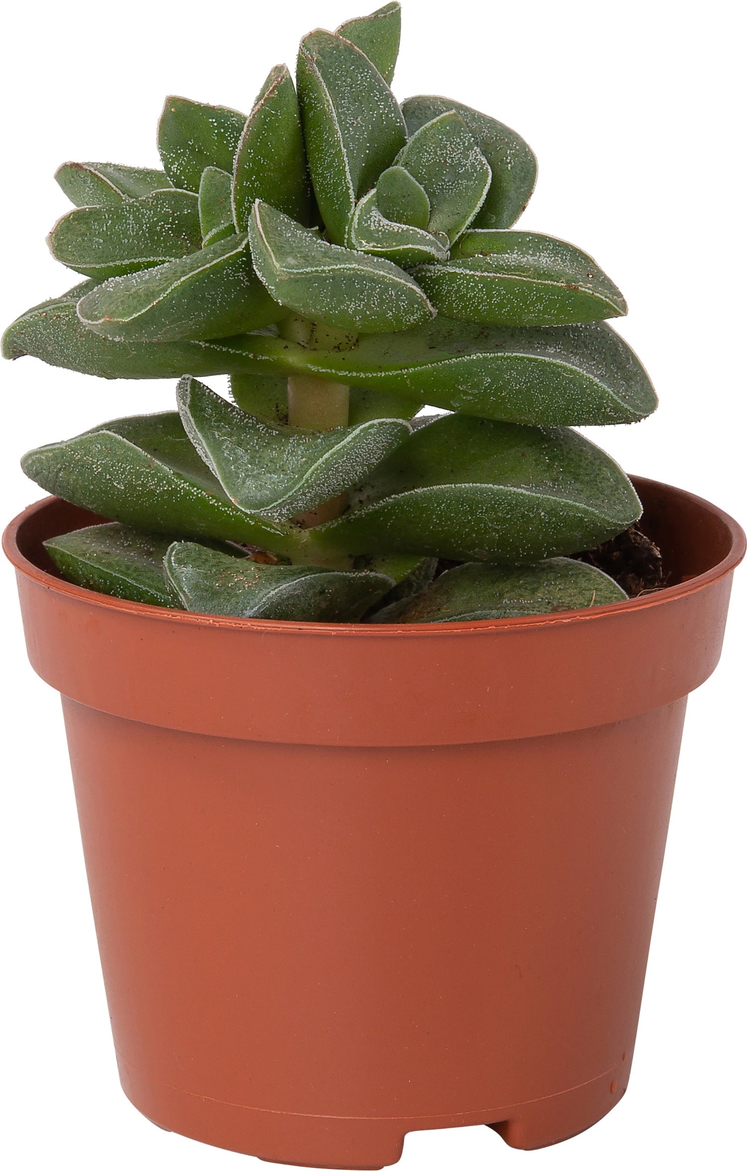Rozekranswijnstok (Crassula rupestris) D 6 H 11 cm