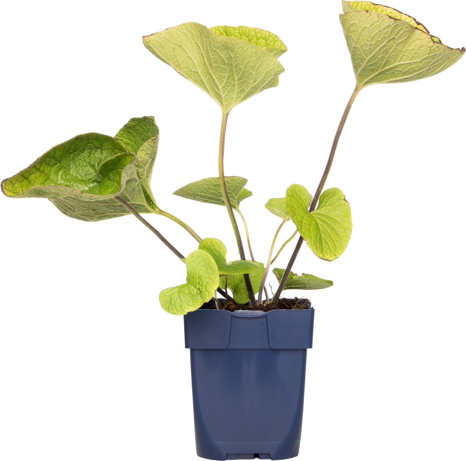 Kaukasische vergeet-mij-niet (Brunnera macrophylla) D 15 H 15 cm
