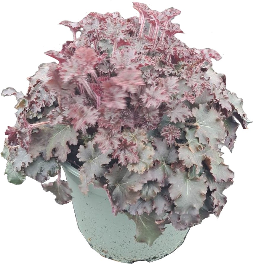 Purperklokje (Heuchera 'Dark Secret') D 17 H 25 cm
