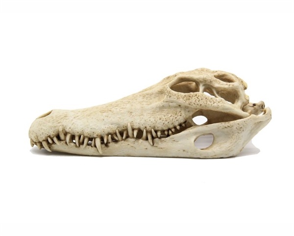 Blue Belle Pacific Crocodile Skull | Aquariumdecoratie
