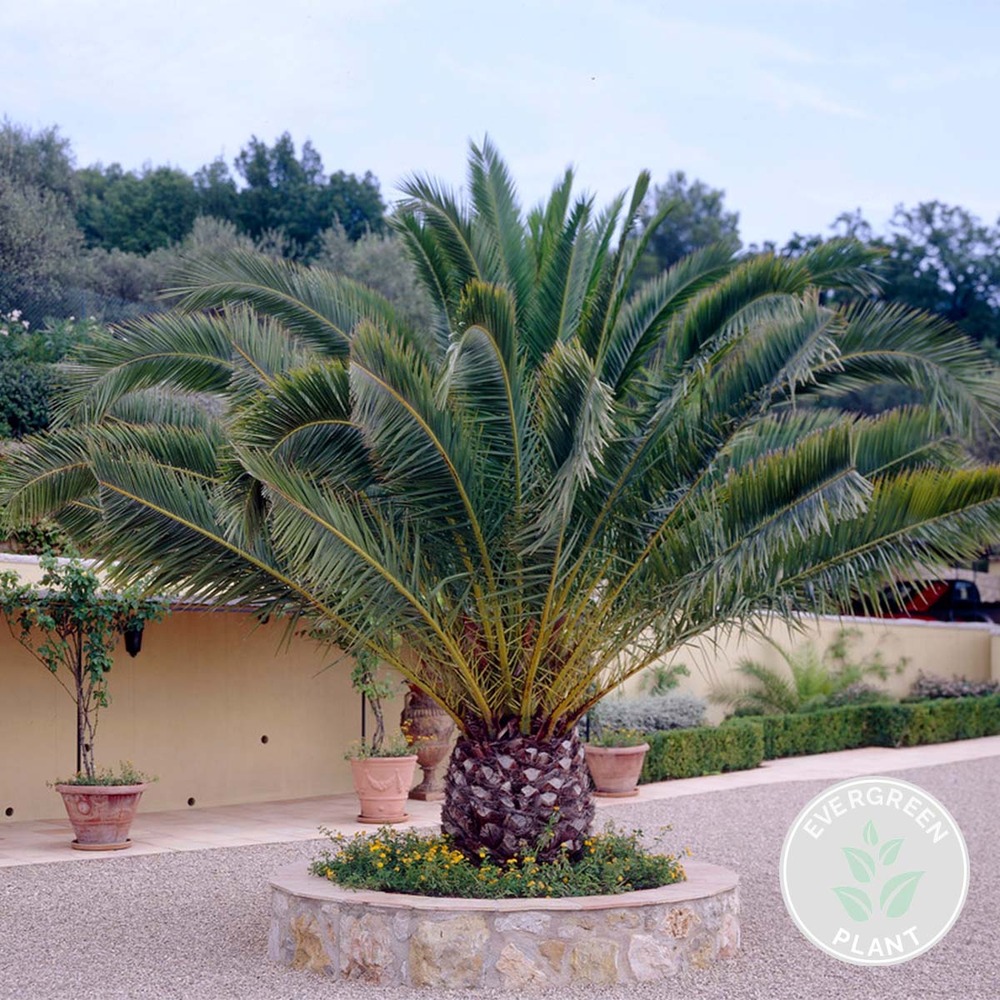 Phoenix canariensis - palmier dattier des canaries - palmier - rustique – ⌀19 cm - ↕80-100 cm