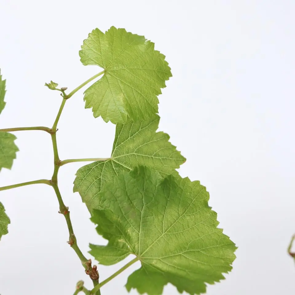 Druivenplant - Set van 3 - Vitis vinifera 'Chardonnay' - Hoogte 25-40cm - ⌀9cm