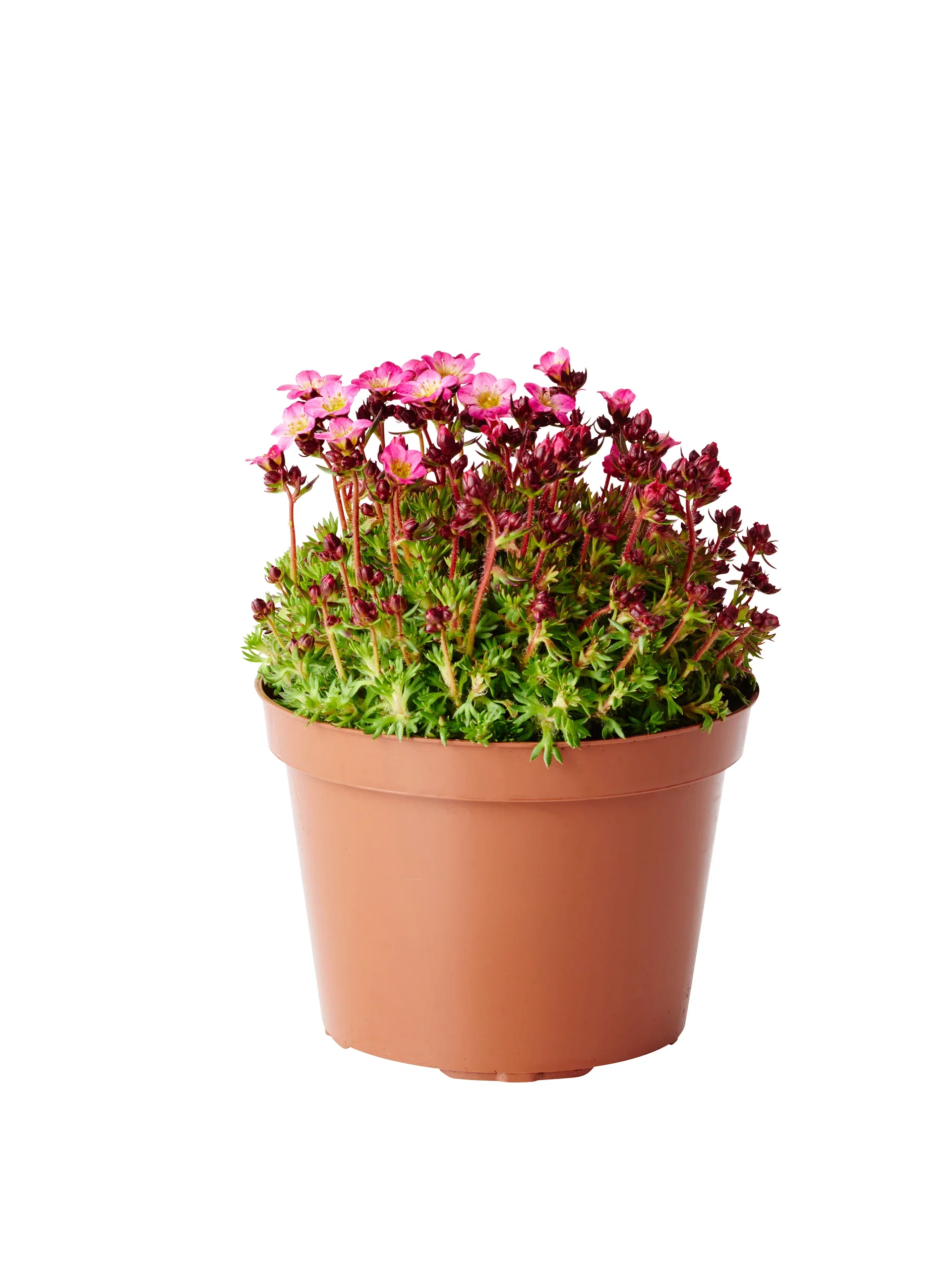 Saxifraga x arendsii Hagesildre miks Ø12 cm