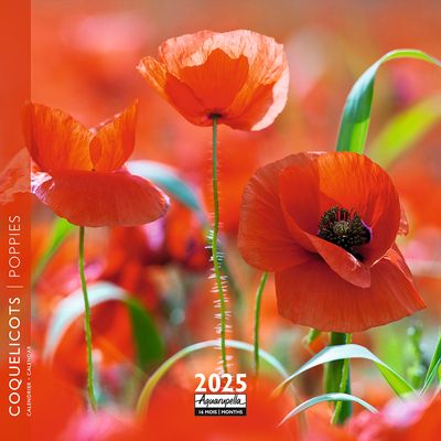 Calendrier mensuel 16x16 cm - 16 mois - Coquelicots