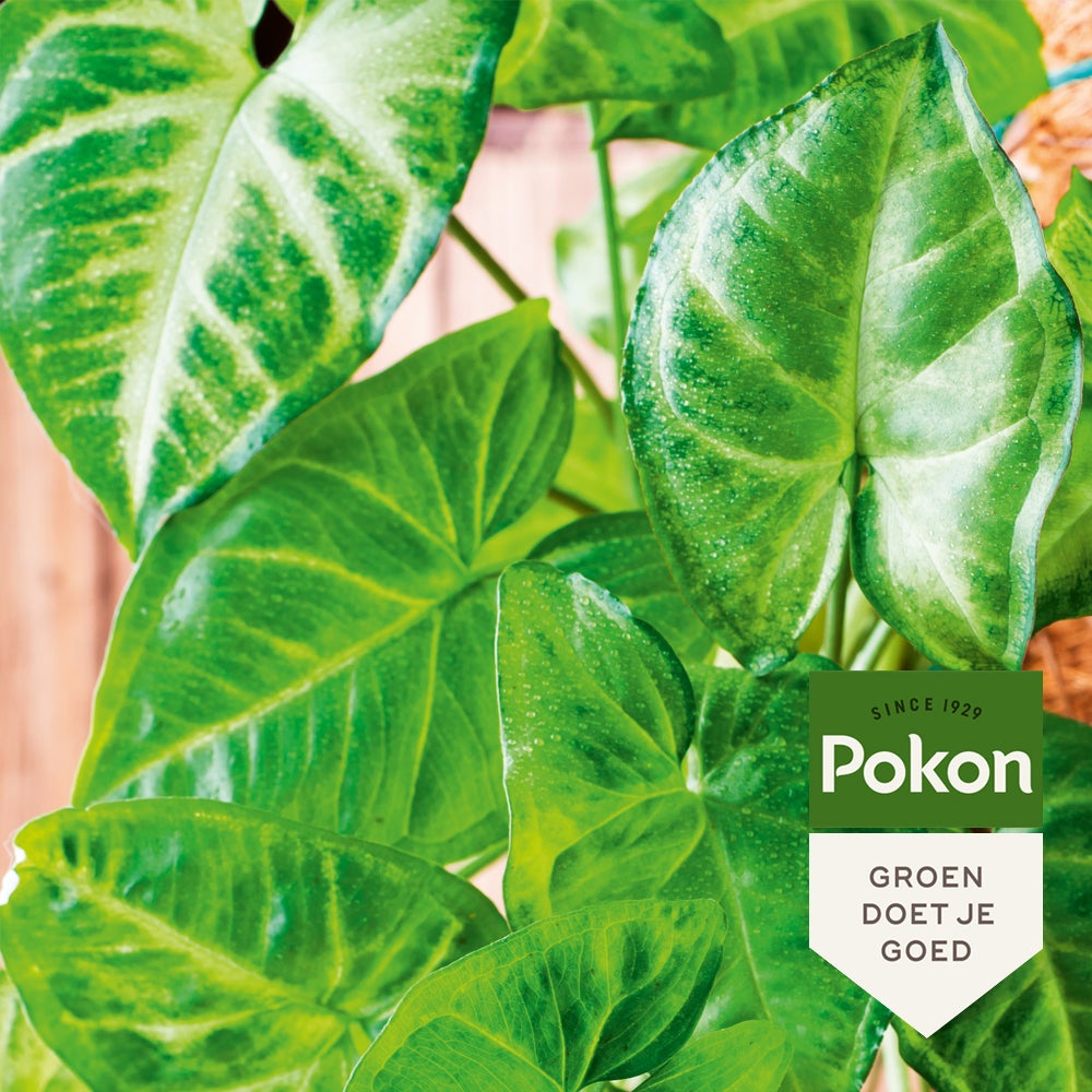Pokon bladglans 250 ml