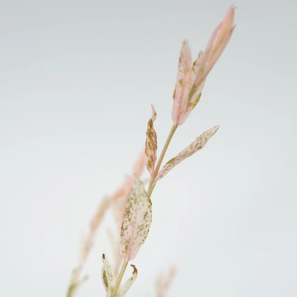 Bonte dwergwilg - Set van 4 - Salix integra 'Flamingo' - Hoogte 60-80cm - ⌀17cm